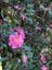The E. G. Waterhouse National Camellia Gardens High Tea Lunch Image -648cef6ce8cf7